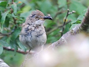 Fledgling Whitethroat