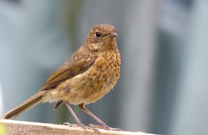 Young Robin