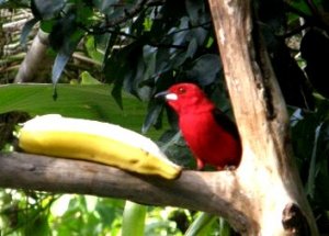 Brazilian Tanager