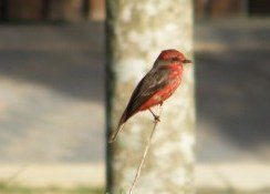 Vermilion Flycatcher