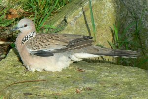 Spotted Dove