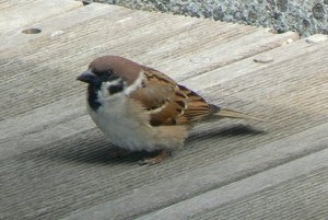 Tree Sparrow