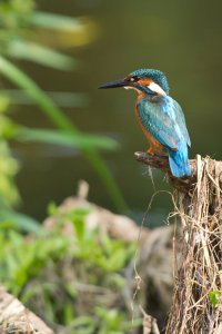 Kingfisher lament