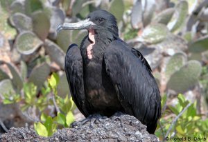 Great Frigatebird Male GALAP SER