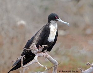 Great Frigatebird Female GALAP SER