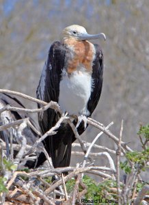 Great Frigatebird Juvenile GALAP SER