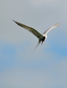 Common Tern Flight