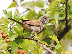 Whitethroat