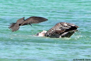 Lava Gull Harassing Pelican  GALAP SER