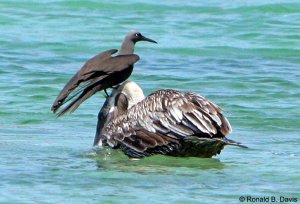 Lava Gull Resting on Pelican's Neck GALAP SER