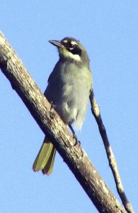 Gray-crowned Palm Tanager