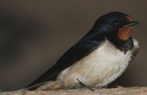 Barn Swallow