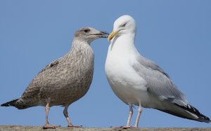 Mum-if I am a really good little Gull !!!