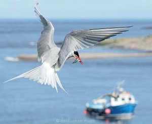 Arctic Tern