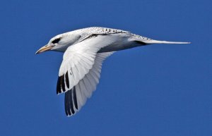 White-tailed Tropicbird