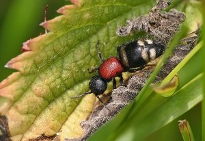 Velvet Ant - Mutilla europaea