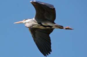 Grey Heron