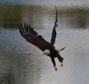 Eagle on The Alouette river
