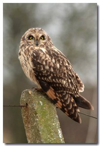 Short-eared owl