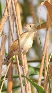 Fuinha Dos Juncos