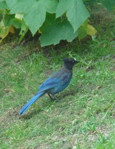 Steller's Jay