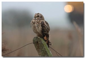 Short-eared owl (train spotting)