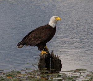Bald eagle on the Alouette river