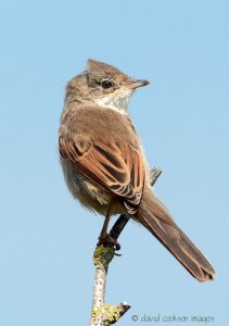 Whitethroat