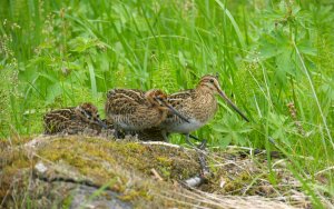 Common Snipe