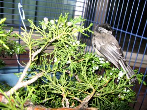 Injured Chickadee