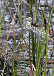 dragonfly emerged