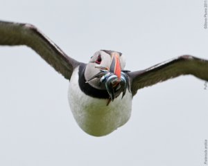 Puffin