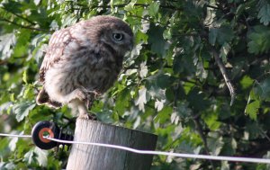 Little Owl with prey