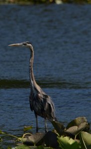 Heron, Great Blue