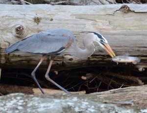 Heron, Great Blue w trout