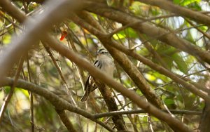 Black-and-white Warbler