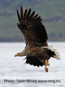 White-tailed Seaeagle Stooping