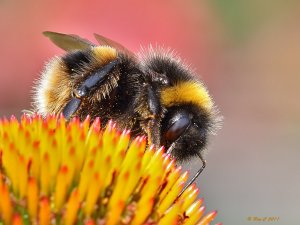 Garden Bee