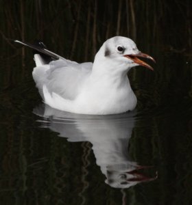 Spotlight Blackheaded Gull Lodmoor