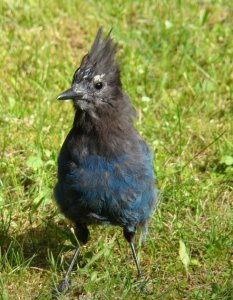 Steller's Jay