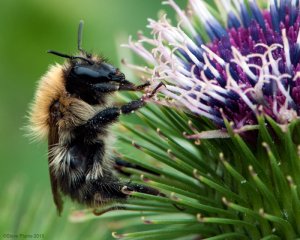 Bee on thistle