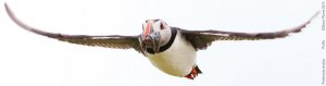 Puffin