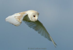 Barn Owl