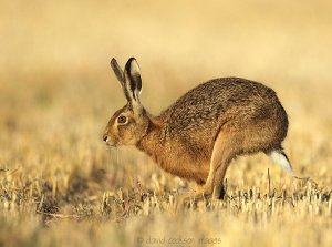 Hare