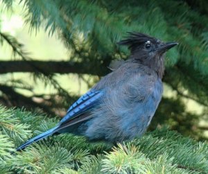 Steller's Jay