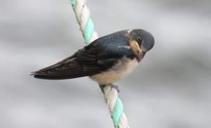 "Eye to eye"-young Swallow