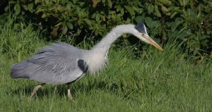 Young Grey  Heron