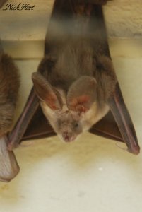 Egyptian Slit-faced Bat