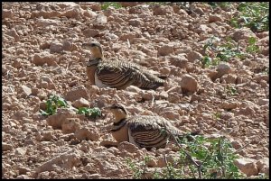 Pin-tailed Sandgrouse