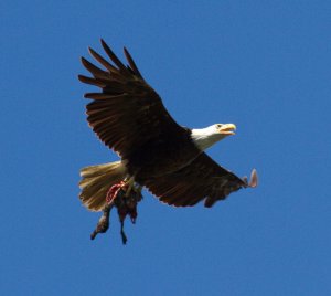 Eagle and prey(GRAPHIC CONTENT!)
